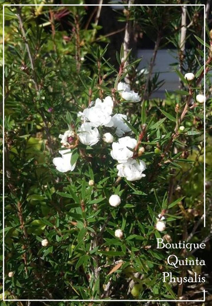 Fenais da LuzBoutique Quinta Physalis公寓 外观 照片