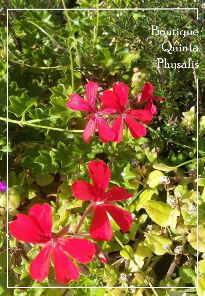 Fenais da LuzBoutique Quinta Physalis公寓 外观 照片